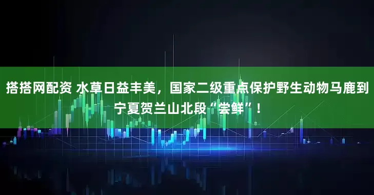 搭搭网配资 水草日益丰美，国家二级重点保护野生动物马鹿到宁夏贺兰山北段“尝鲜”！